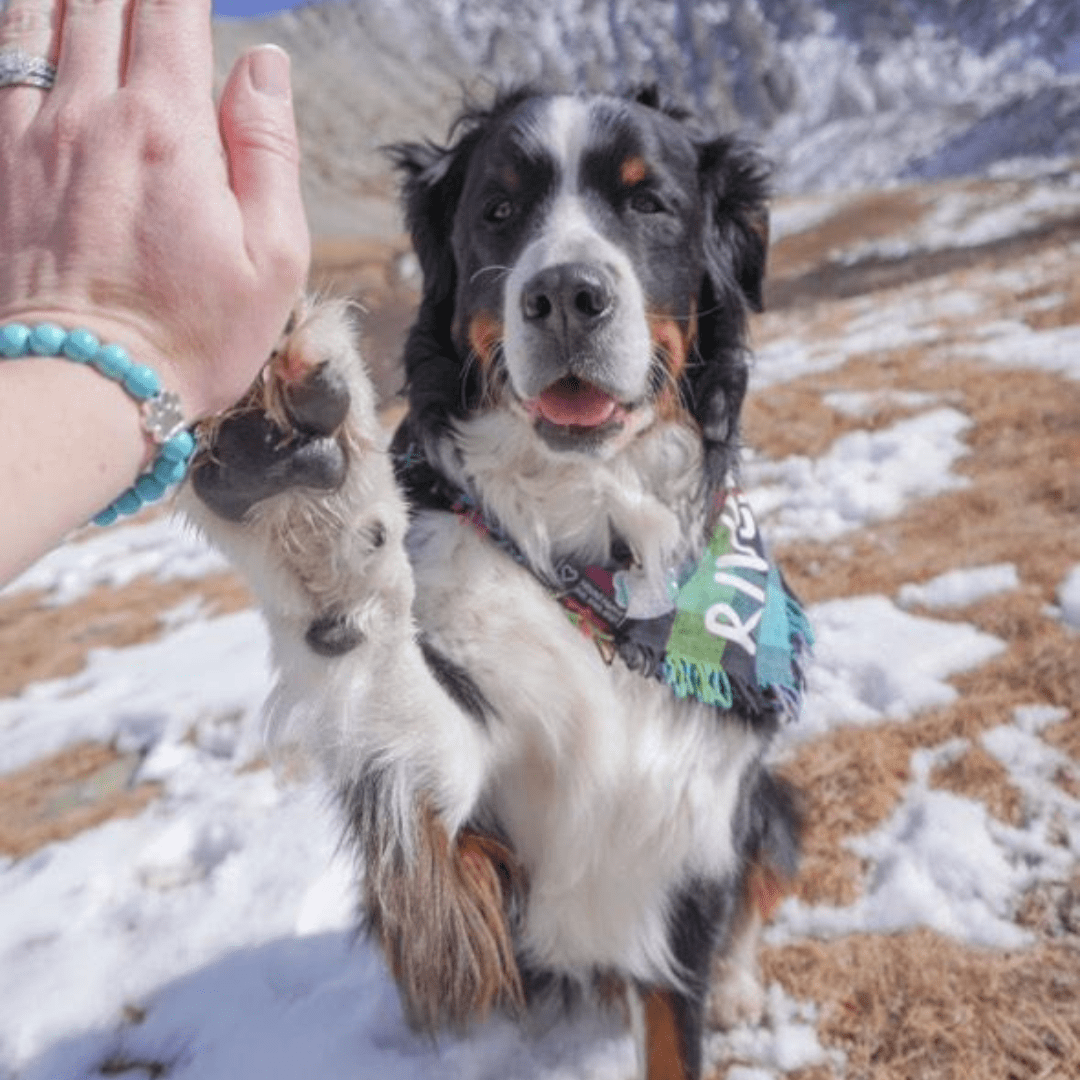 Pulseira Solidária “Adoro os Cães” 🐾