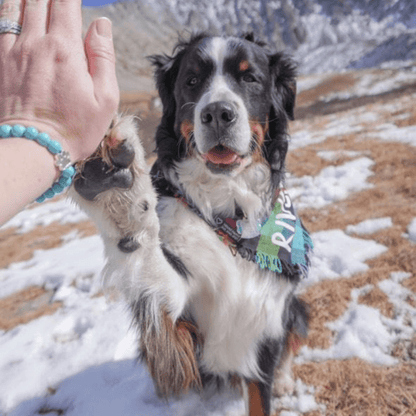 Pulseira Solidária “Adoro os Cães” 🐾