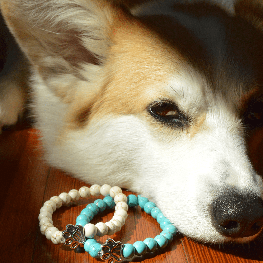 Pulseira Solidária “Adoro os Cães” 🐾